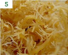 Culturing for 40 – 55 days and observing growth and development